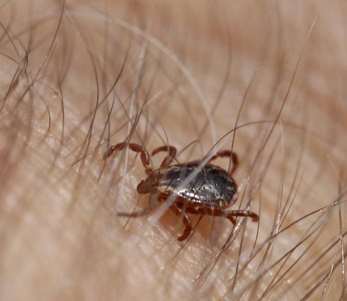 Dermacentor variabilis (American dog tick)