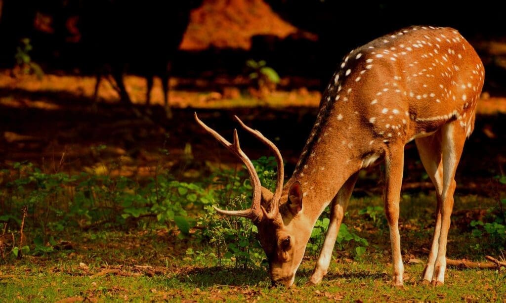 close up photo of deer eating grass