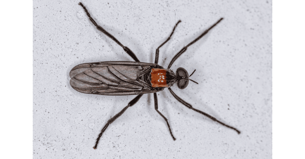 how to get rid of lovebugs in yard