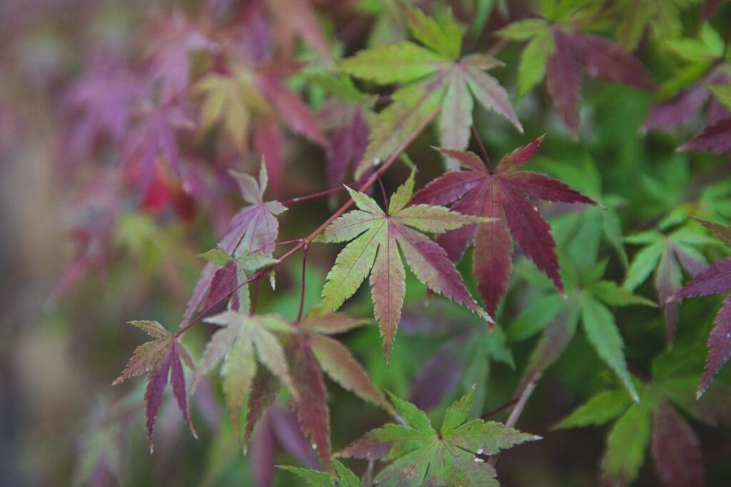 bicolor leaves of acer palmatum shrub growing in park